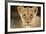 Lion in Kgalagadi Transfrontier Park-Paul Souders-Framed Photographic Print