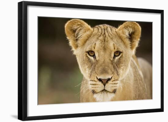 Lion in Kgalagadi Transfrontier Park-Paul Souders-Framed Photographic Print