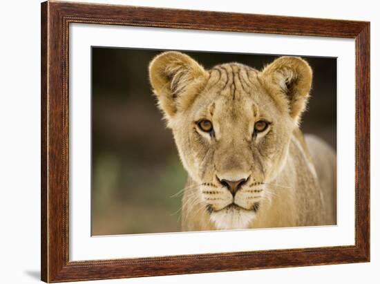 Lion in Kgalagadi Transfrontier Park-Paul Souders-Framed Photographic Print