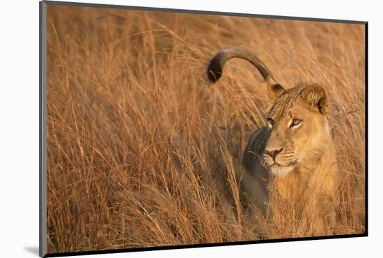 Lion in Tall Grass-Scott Bennion-Mounted Photo