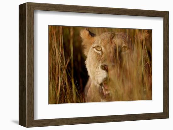 Lion in the grass, 2019,-Eric Meyer-Framed Photographic Print