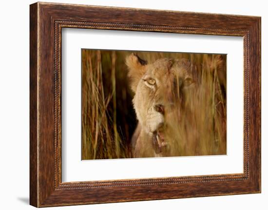 Lion in the grass, 2019,-Eric Meyer-Framed Photographic Print