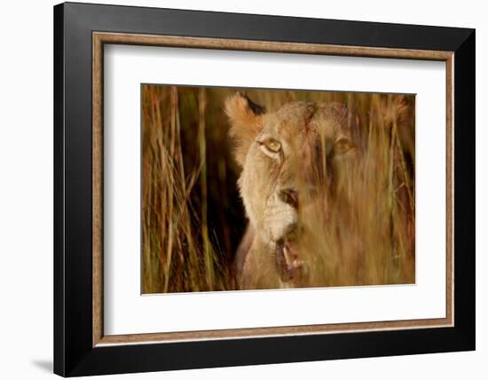 Lion in the grass, 2019,-Eric Meyer-Framed Photographic Print