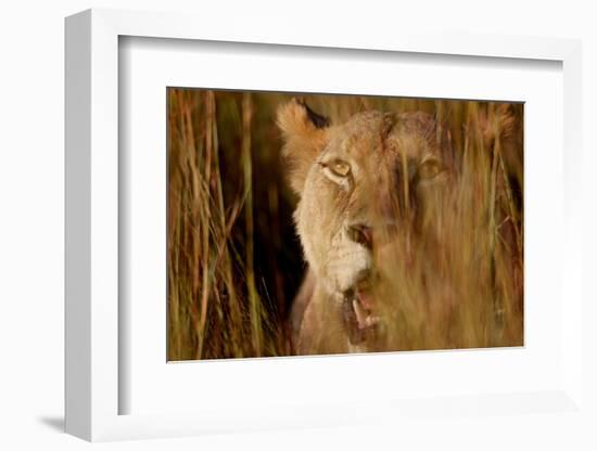 Lion in the grass, 2019,-Eric Meyer-Framed Photographic Print