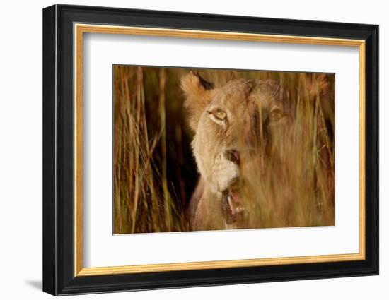 Lion in the grass, 2019,-Eric Meyer-Framed Photographic Print