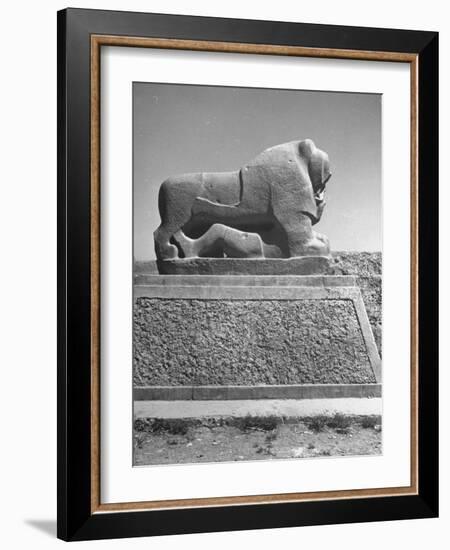 Lion in the Ruins of the Temple of Nebuchadnezzar in the Ruins of Babylon-Dmitri Kessel-Framed Photographic Print