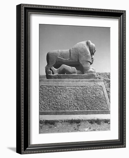 Lion in the Ruins of the Temple of Nebuchadnezzar in the Ruins of Babylon-Dmitri Kessel-Framed Photographic Print