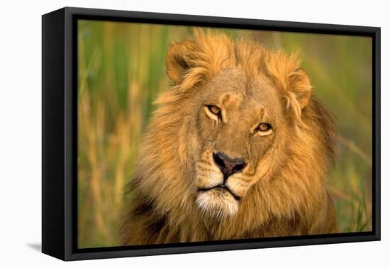 Lion King-Howard Ruby-Framed Premier Image Canvas