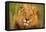 Lion King-Howard Ruby-Framed Premier Image Canvas