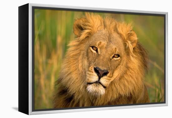 Lion King-Howard Ruby-Framed Premier Image Canvas