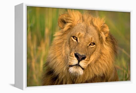 Lion King-Howard Ruby-Framed Premier Image Canvas