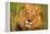 Lion King-Howard Ruby-Framed Premier Image Canvas