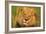 Lion King-Howard Ruby-Framed Photographic Print