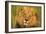 Lion King-Howard Ruby-Framed Photographic Print