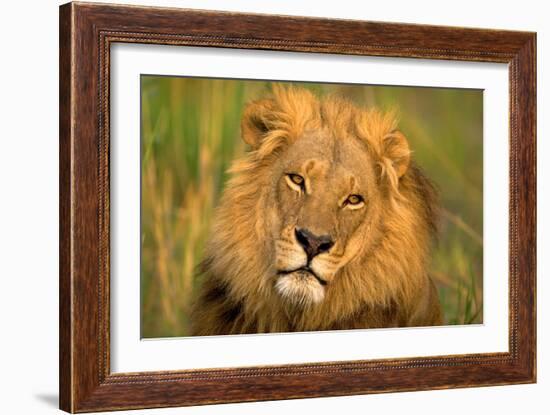 Lion King-Howard Ruby-Framed Photographic Print