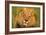 Lion King-Howard Ruby-Framed Photographic Print