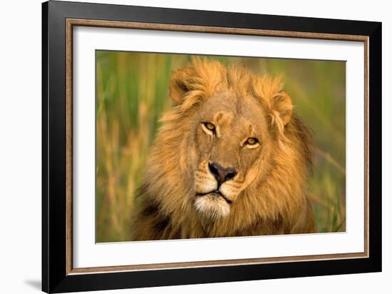 Lion King-Howard Ruby-Framed Photographic Print