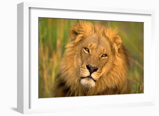 Lion King-Howard Ruby-Framed Photographic Print