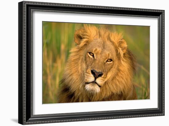 Lion King-Howard Ruby-Framed Photographic Print