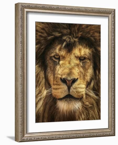 Lion King-Carrie Ann Grippo-Pike-Framed Photographic Print