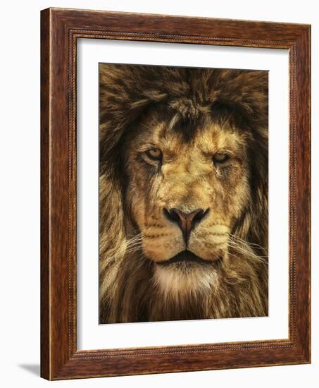 Lion King-Carrie Ann Grippo-Pike-Framed Photographic Print