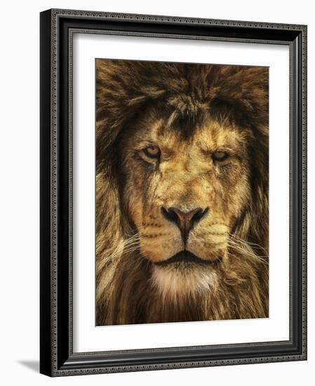 Lion King-Carrie Ann Grippo-Pike-Framed Photographic Print