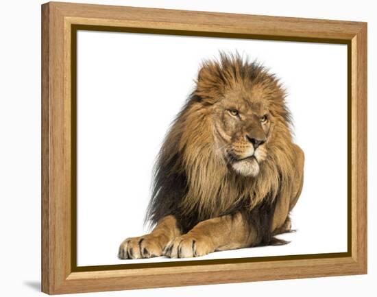 Lion Lying Down, Looking Away, Panthera Leo, 10 Years Old, Isolated on White-Life on White-Framed Premier Image Canvas