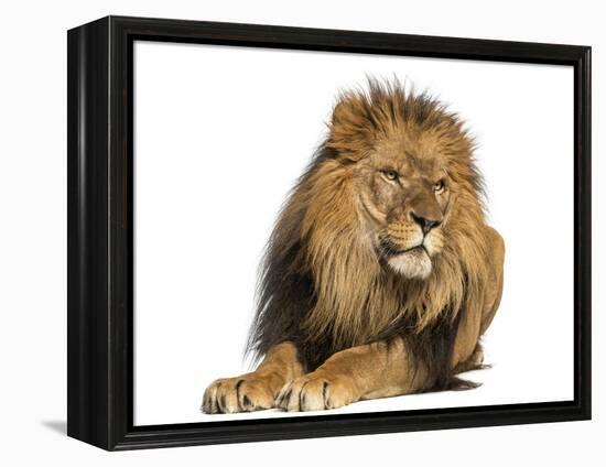 Lion Lying Down, Looking Away, Panthera Leo, 10 Years Old, Isolated on White-Life on White-Framed Premier Image Canvas