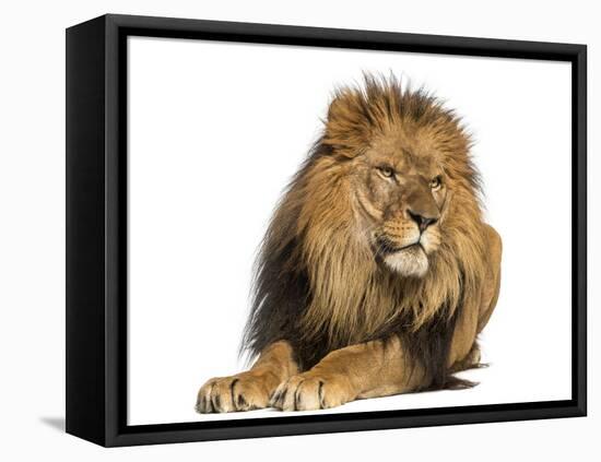 Lion Lying Down, Looking Away, Panthera Leo, 10 Years Old, Isolated on White-Life on White-Framed Premier Image Canvas