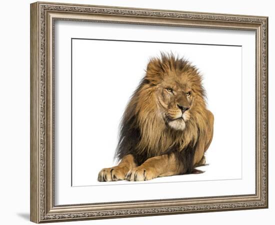 Lion Lying Down, Looking Away, Panthera Leo, 10 Years Old, Isolated on White-Life on White-Framed Photographic Print