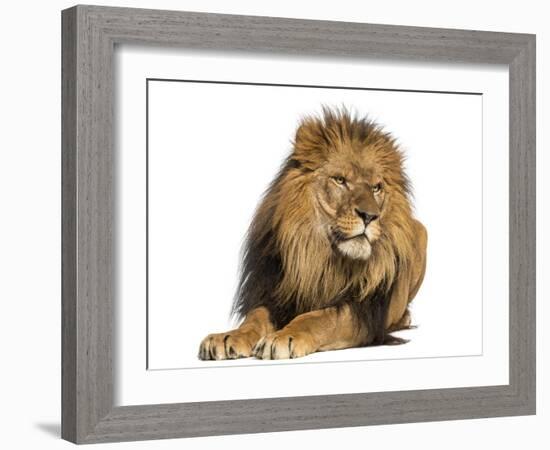 Lion Lying Down, Looking Away, Panthera Leo, 10 Years Old, Isolated on White-Life on White-Framed Photographic Print