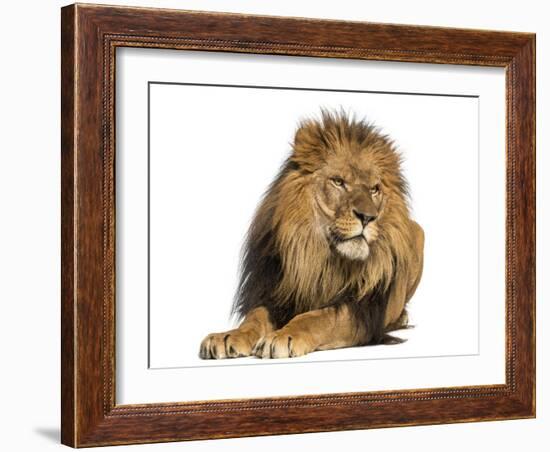 Lion Lying Down, Looking Away, Panthera Leo, 10 Years Old, Isolated on White-Life on White-Framed Photographic Print