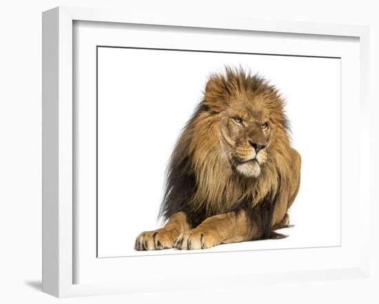 Lion Lying Down, Looking Away, Panthera Leo, 10 Years Old, Isolated on White-Life on White-Framed Photographic Print