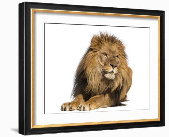 Lion Lying Down, Looking Away, Panthera Leo, 10 Years Old, Isolated on White-Life on White-Framed Photographic Print