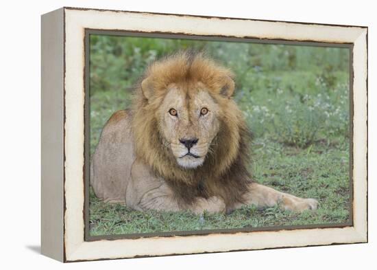 Lion Lying on Grass Resting, Look of Surprise While Looking at Viewer-James Heupel-Framed Premier Image Canvas