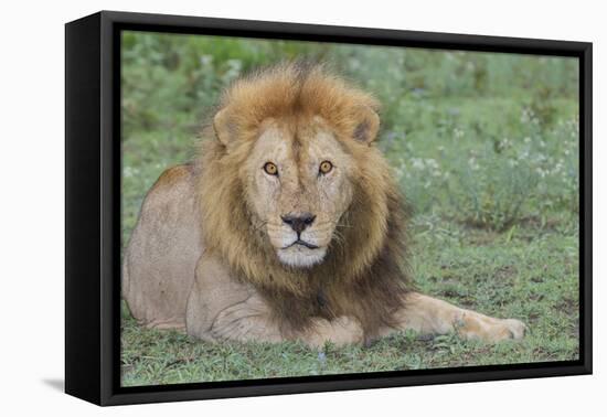 Lion Lying on Grass Resting, Look of Surprise While Looking at Viewer-James Heupel-Framed Premier Image Canvas