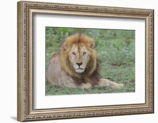 Lion Lying on Grass Resting, Look of Surprise While Looking at Viewer-James Heupel-Framed Photographic Print