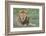 Lion Lying on Grass Resting, Look of Surprise While Looking at Viewer-James Heupel-Framed Photographic Print