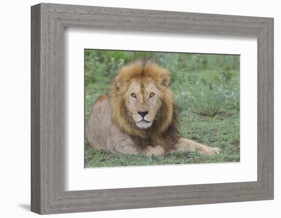 Lion Lying on Grass Resting, Look of Surprise While Looking at Viewer-James Heupel-Framed Photographic Print