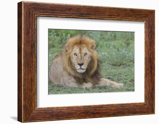 Lion Lying on Grass Resting, Look of Surprise While Looking at Viewer-James Heupel-Framed Photographic Print