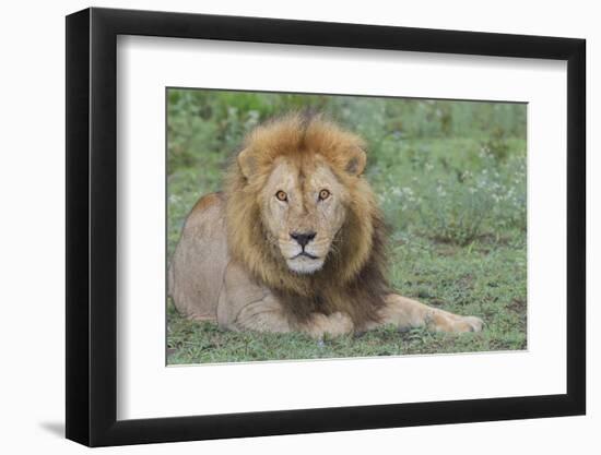 Lion Lying on Grass Resting, Look of Surprise While Looking at Viewer-James Heupel-Framed Photographic Print