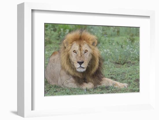 Lion Lying on Grass Resting, Look of Surprise While Looking at Viewer-James Heupel-Framed Photographic Print