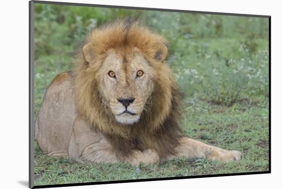 Lion Lying on Grass Resting, Look of Surprise While Looking at Viewer-James Heupel-Mounted Photographic Print