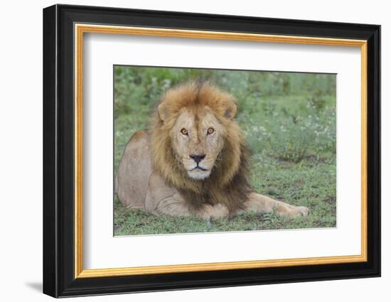 Lion Lying on Grass Resting, Look of Surprise While Looking at Viewer-James Heupel-Framed Photographic Print