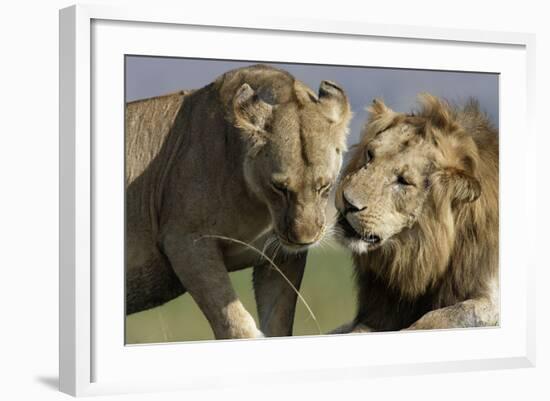 Lion Male and Female-null-Framed Photographic Print