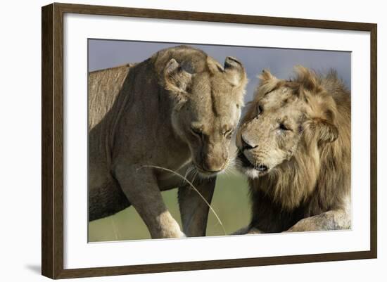 Lion Male and Female-null-Framed Photographic Print