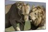 Lion Male and Female-null-Mounted Photographic Print