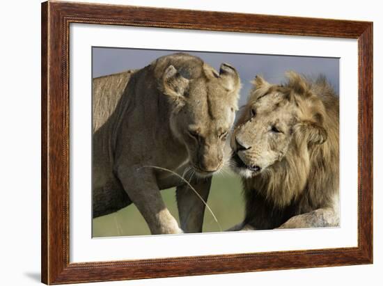 Lion Male and Female-null-Framed Photographic Print