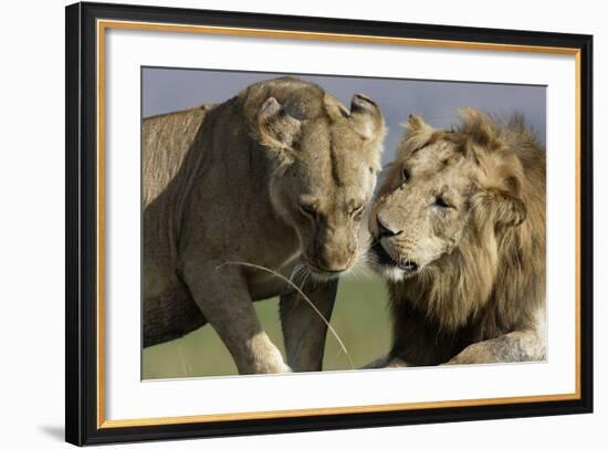 Lion Male and Female-null-Framed Photographic Print