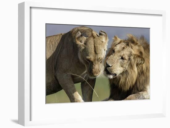 Lion Male and Female-null-Framed Photographic Print